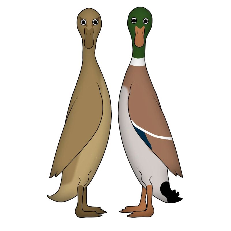 Devant de la tête deux baril canard