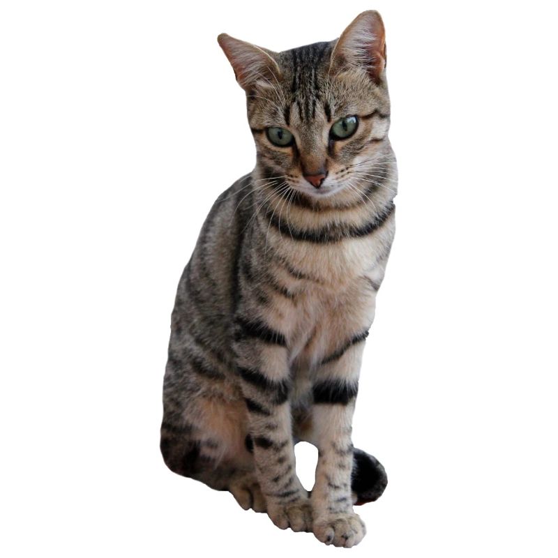 chat, chaton