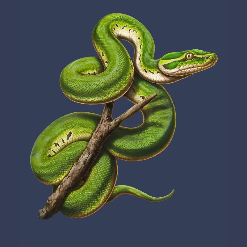 Arbre vert Python Serpents Amoureux Terrarium