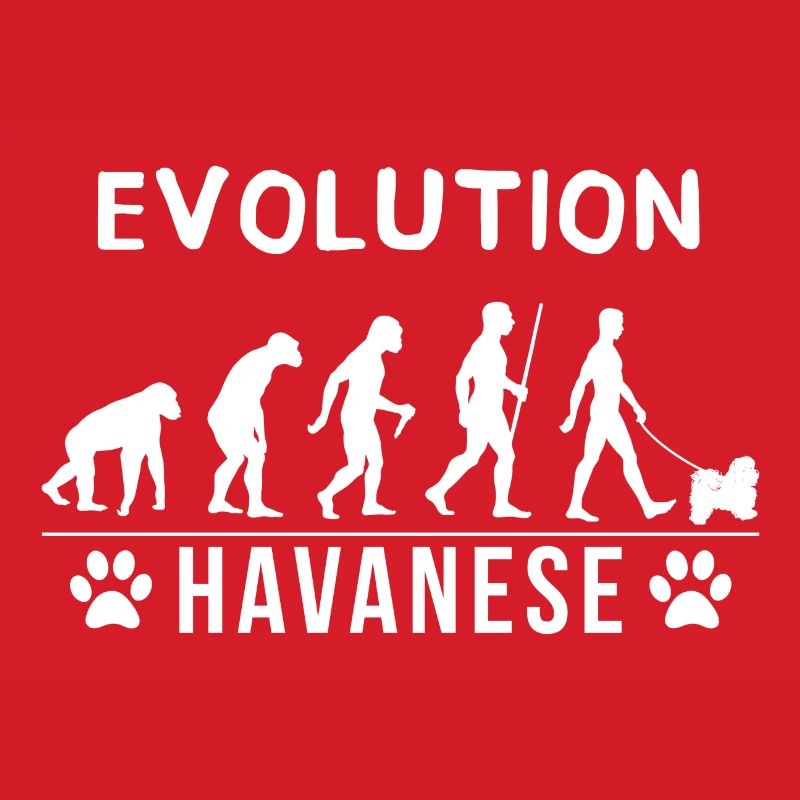 Havanese Evolution