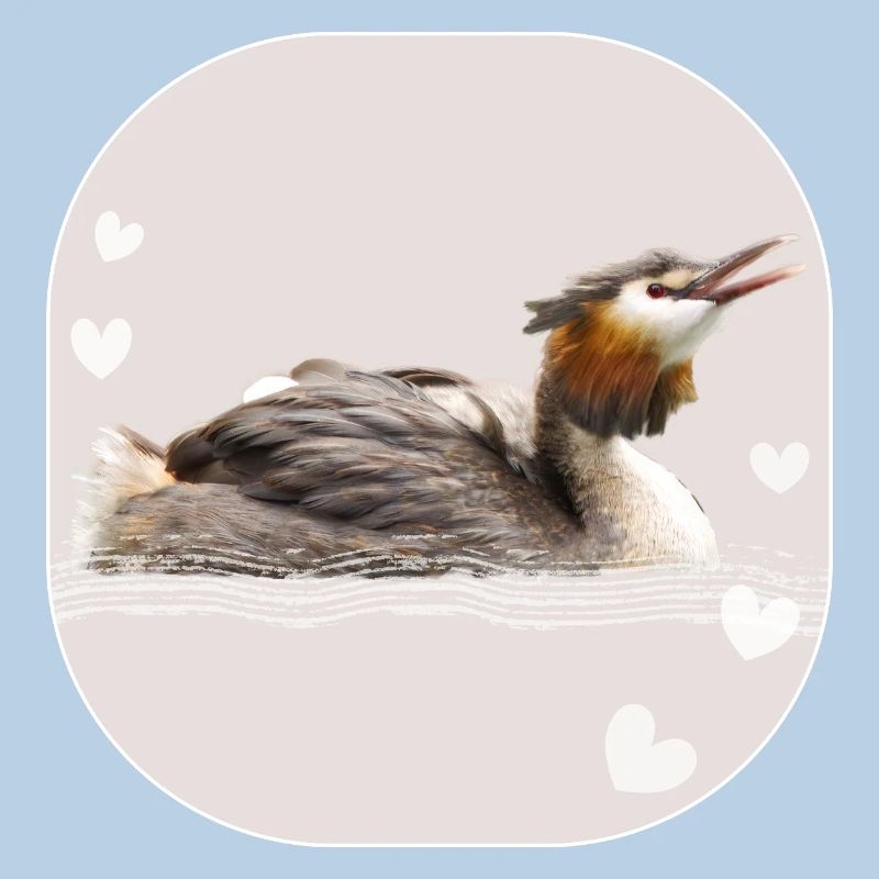 Great crested grebe