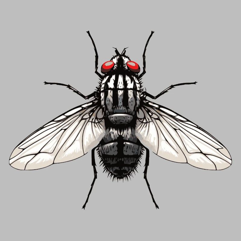 Fliege