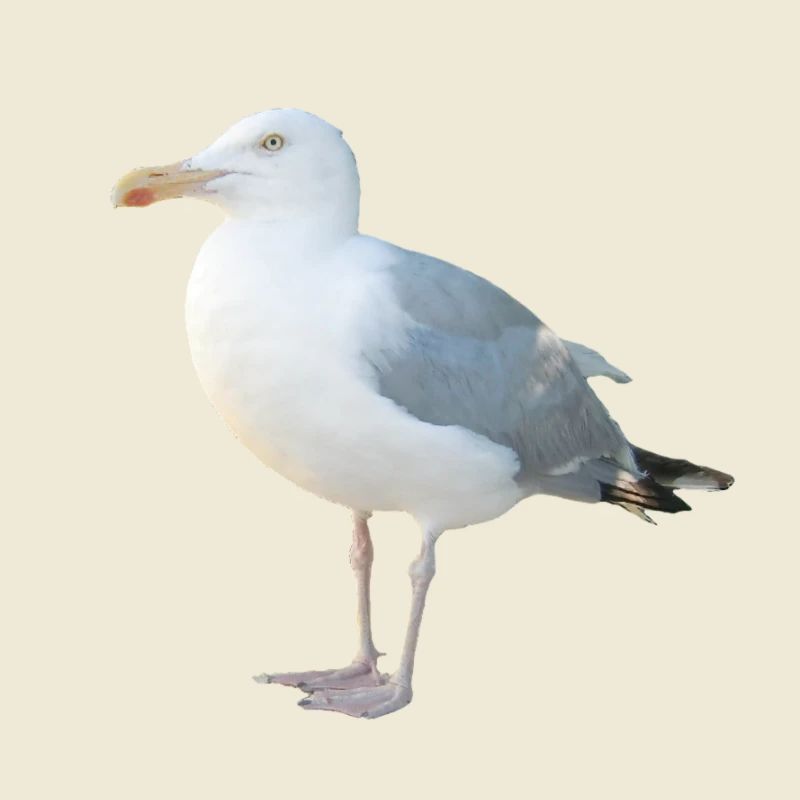 Möwe