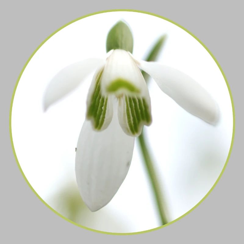 Snowdrop Blossom White Blossom Spring