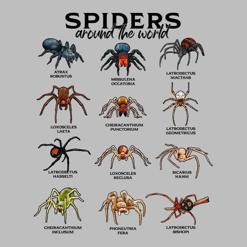 Araignées dans le monde - Araignées