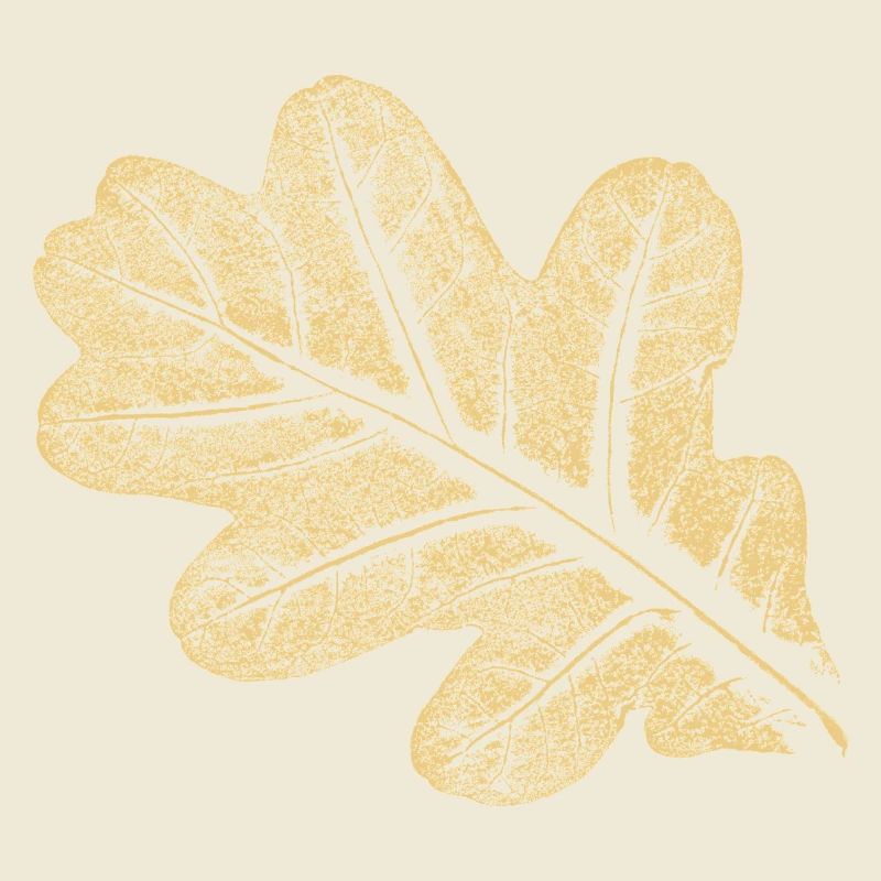 Blatt - Eiche / Botanik & Natur 