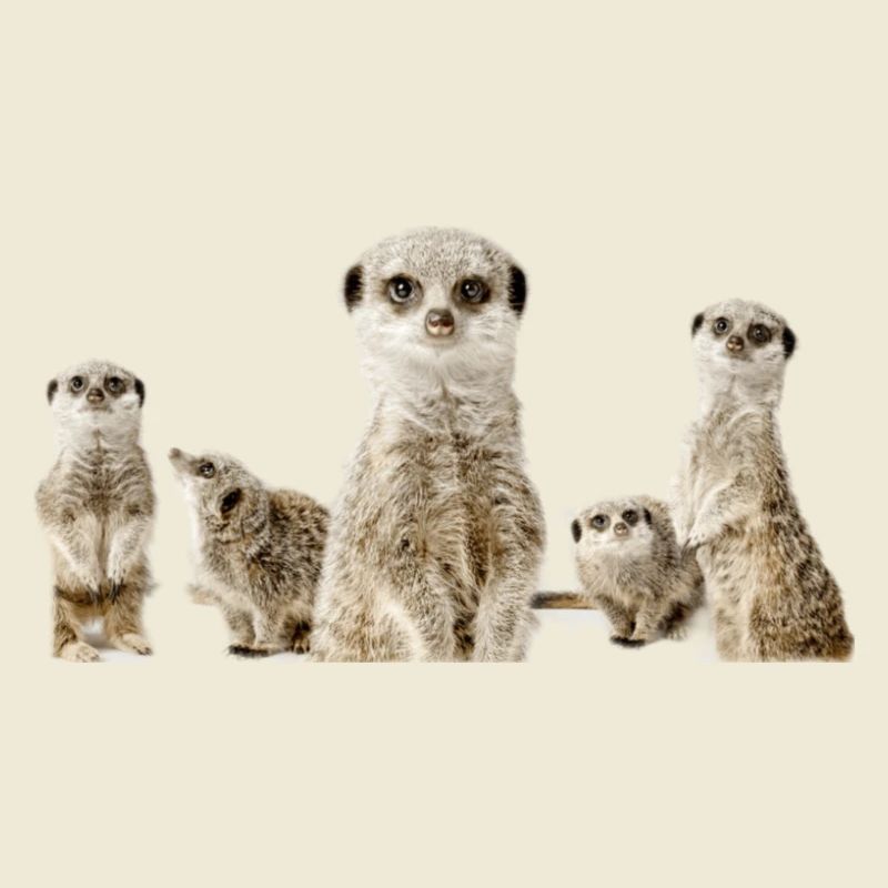 Erdmännchen
