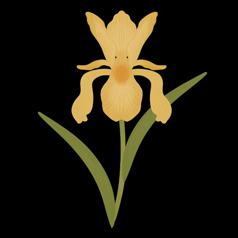 Floraison d’iris doré sur fond vert