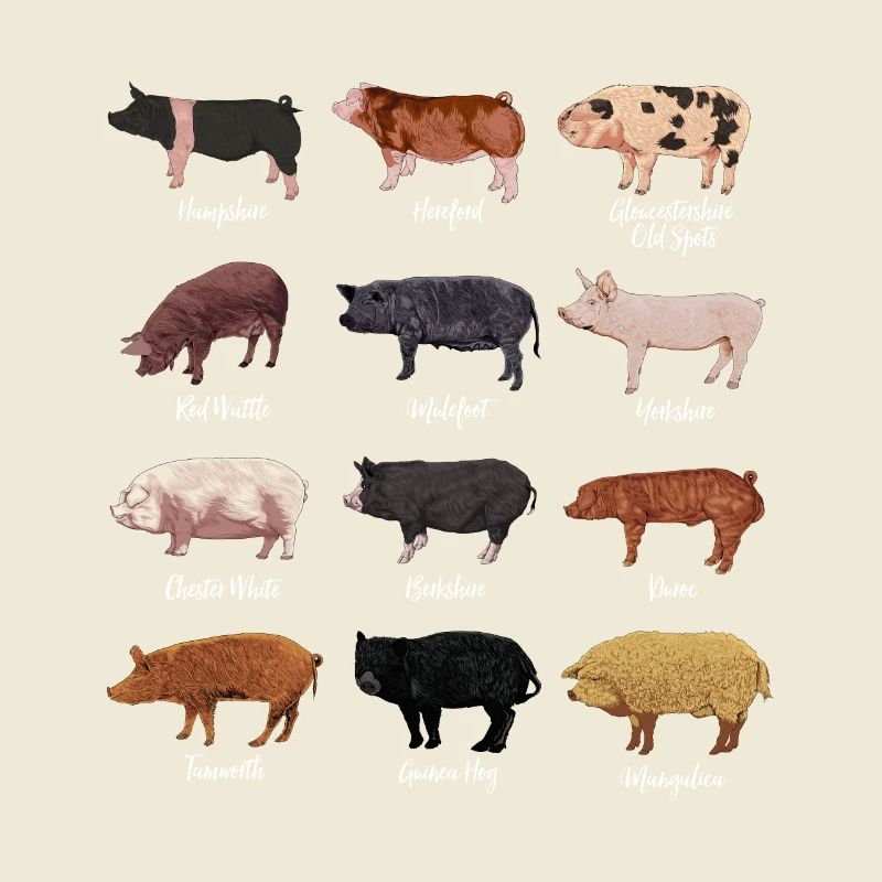 Pig Drawings - Pig Breeds