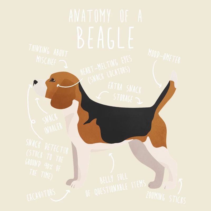 Anatomie des Beagle-Hundes