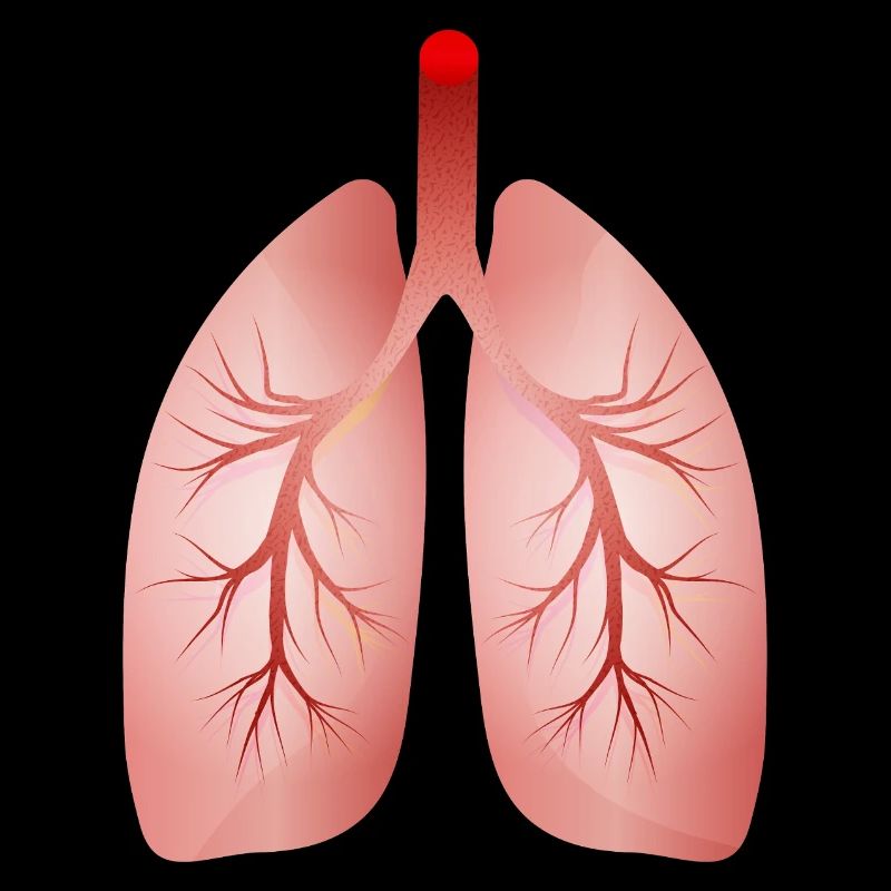 Human Lung – Medical Illustration