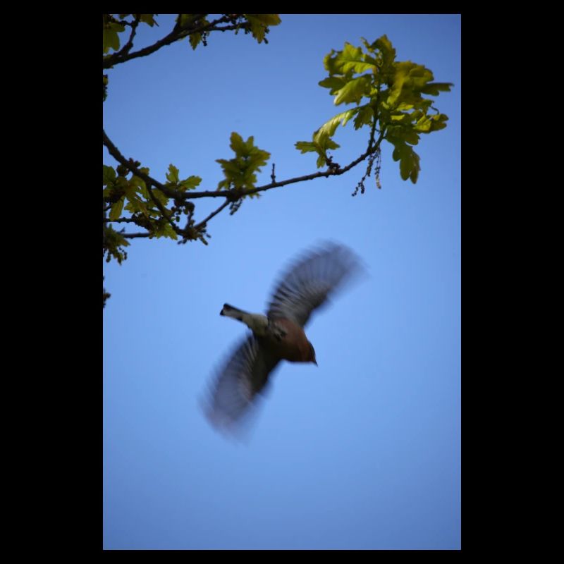 chêne pinson envol dans ciel bleu
