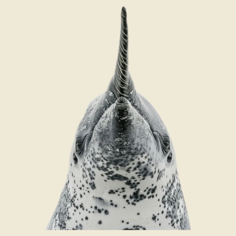 Narwhal