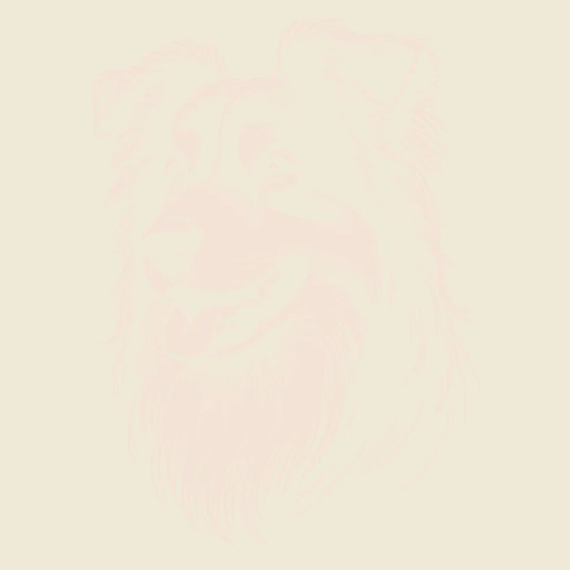 Australian Shepherd Features