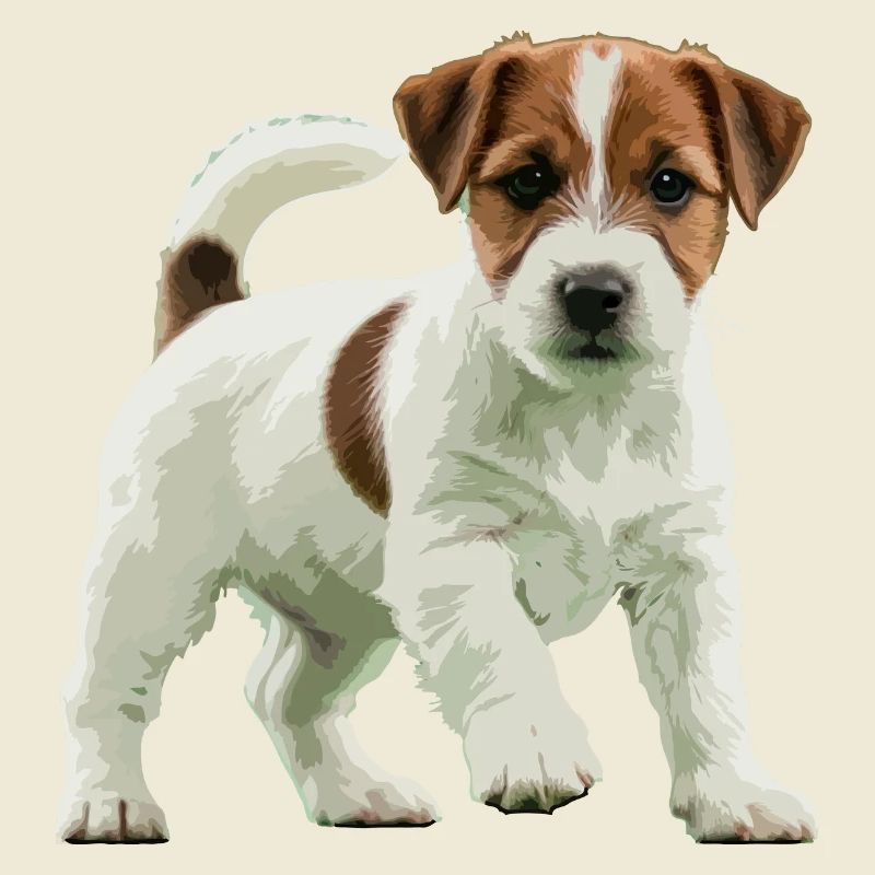 Jack Russell Terrier echt