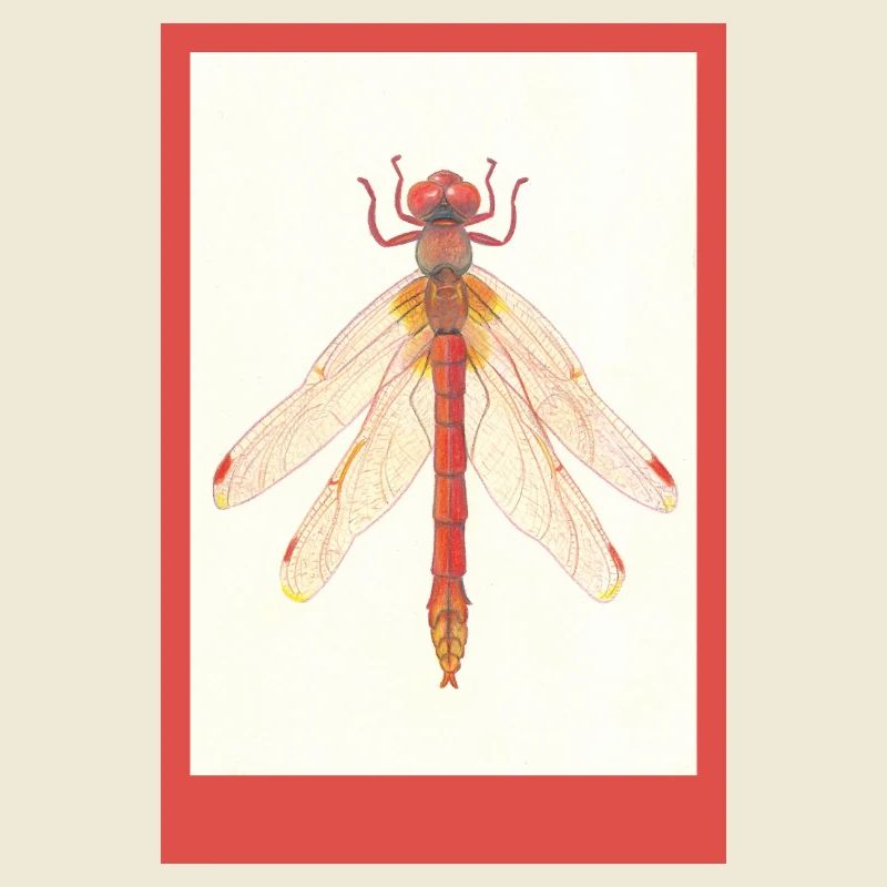 Rote Libelle Illustration