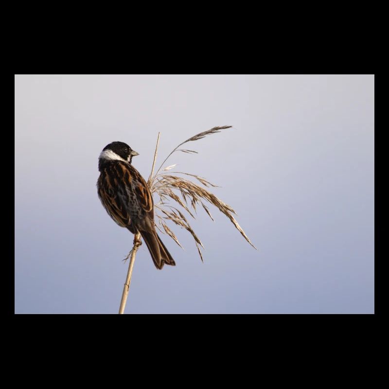 Bunting On Reeds