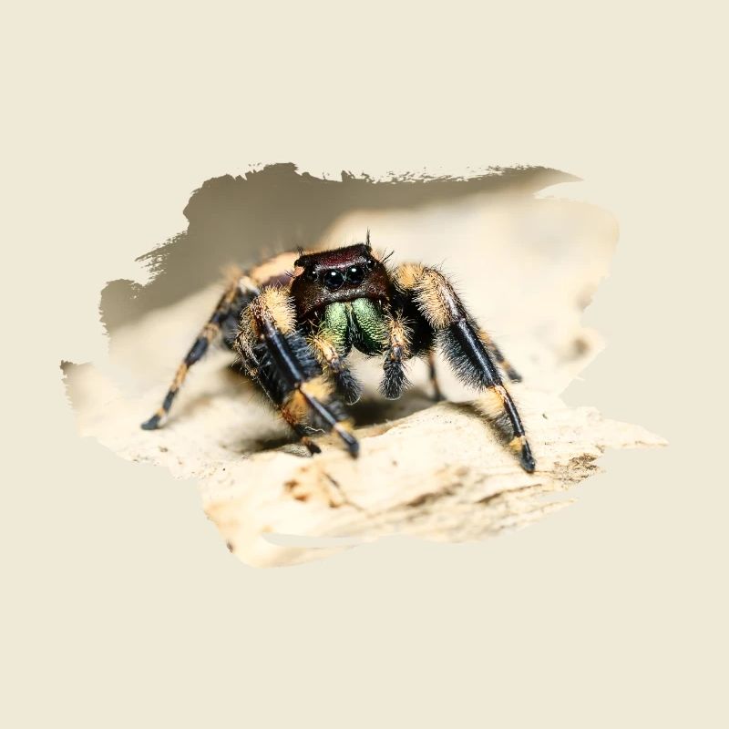 phidippus otiosus jumping spider, spring spinne