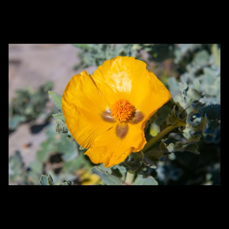 Hornmohn auch Hornmohn oder Seemohn (Gelber