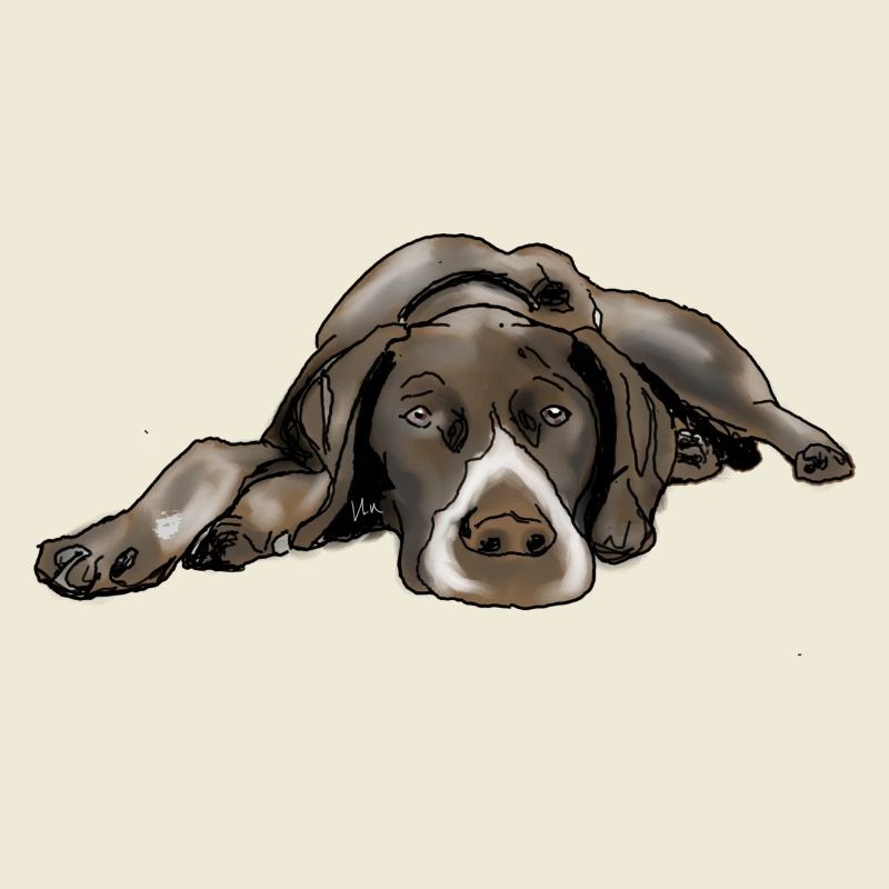 Pointer German Shorthair