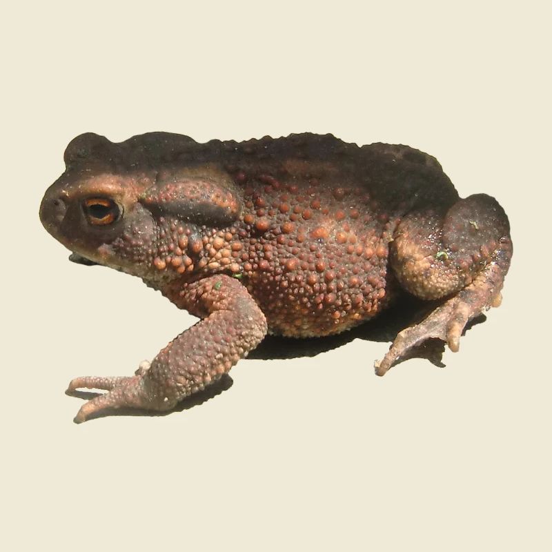 toad