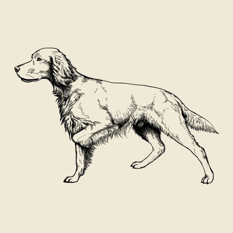 Setter above