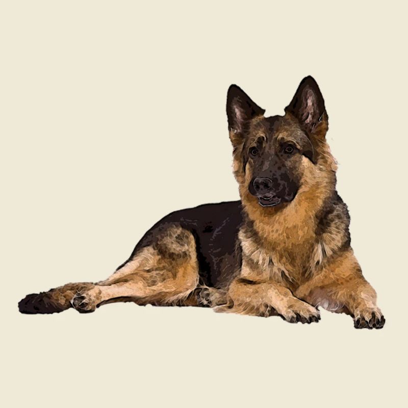 Deutscher Schäferhund