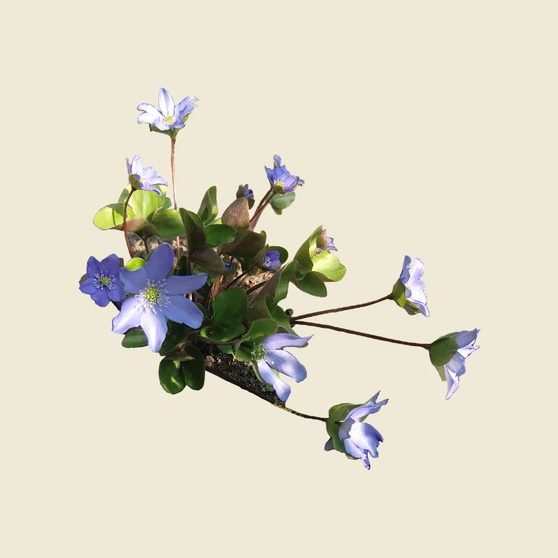 Leberblümchen