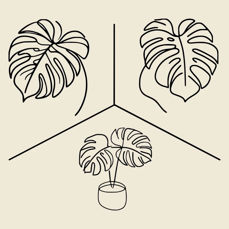 Conception Monstera