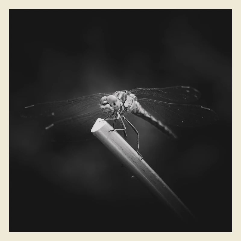 Libellule insecte gros plan affiche