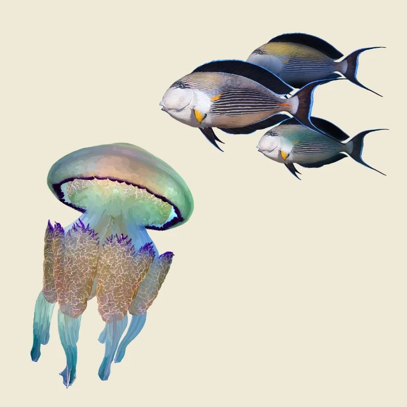 Jellyfish