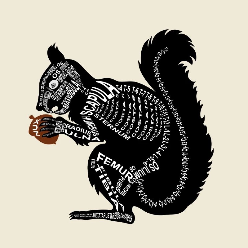 Eichhörnchen