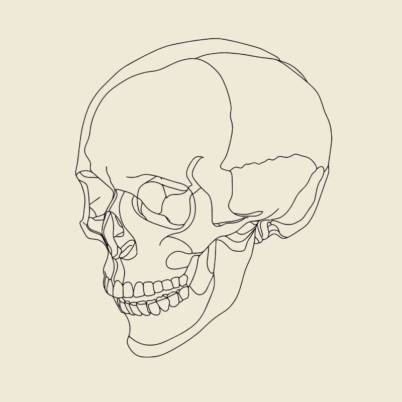 Skull - skull - skeleton - a line