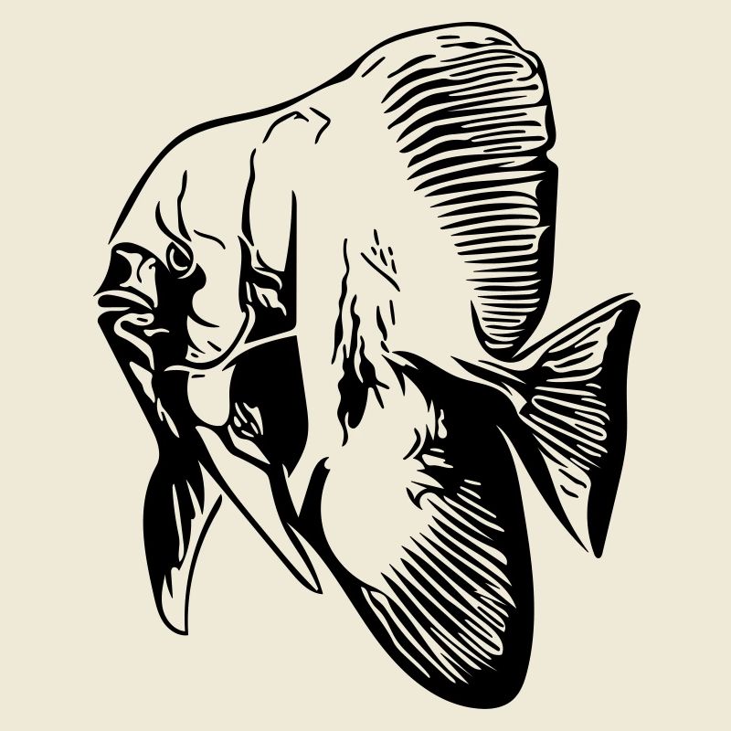 Fledermausfisch / Batfish / Vector Farben