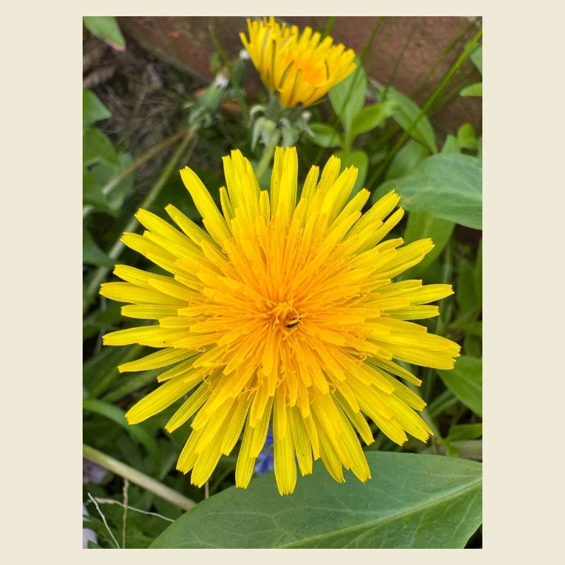 Dandelion