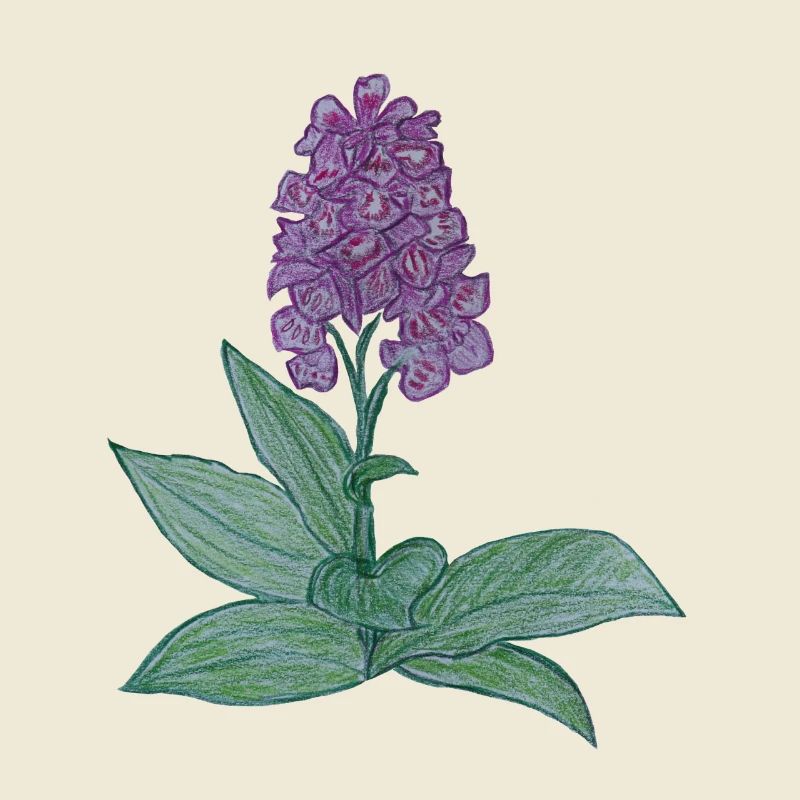 orchidée danoise