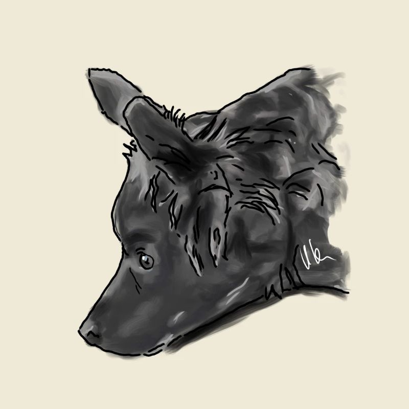 Australian Shepherd