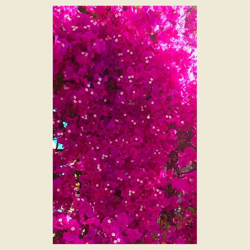 Bougainvillea beautiful tree