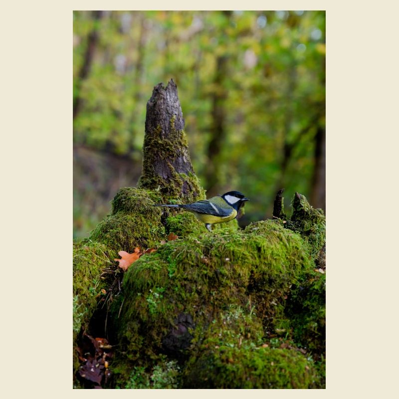 Oiseau de forêt moussu dans une clairière tranquille