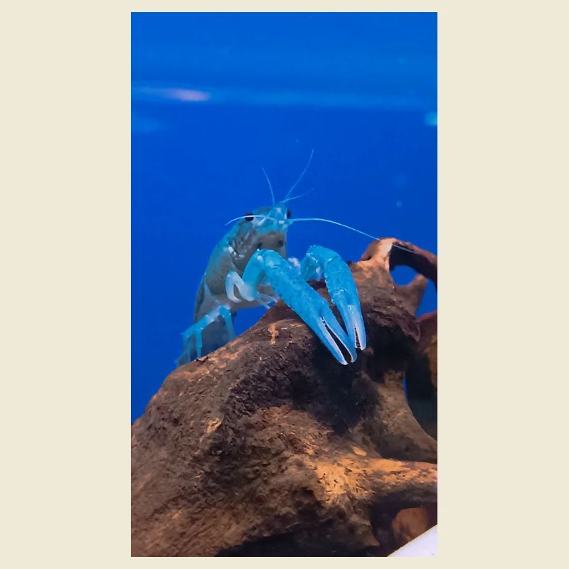 BlueCrap