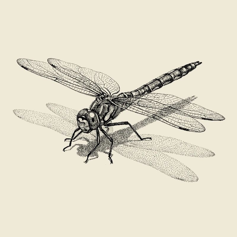 Dragonfly Dotwork Graphic - Minimalist Motif