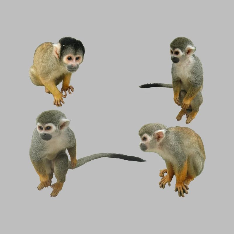 Monkeys