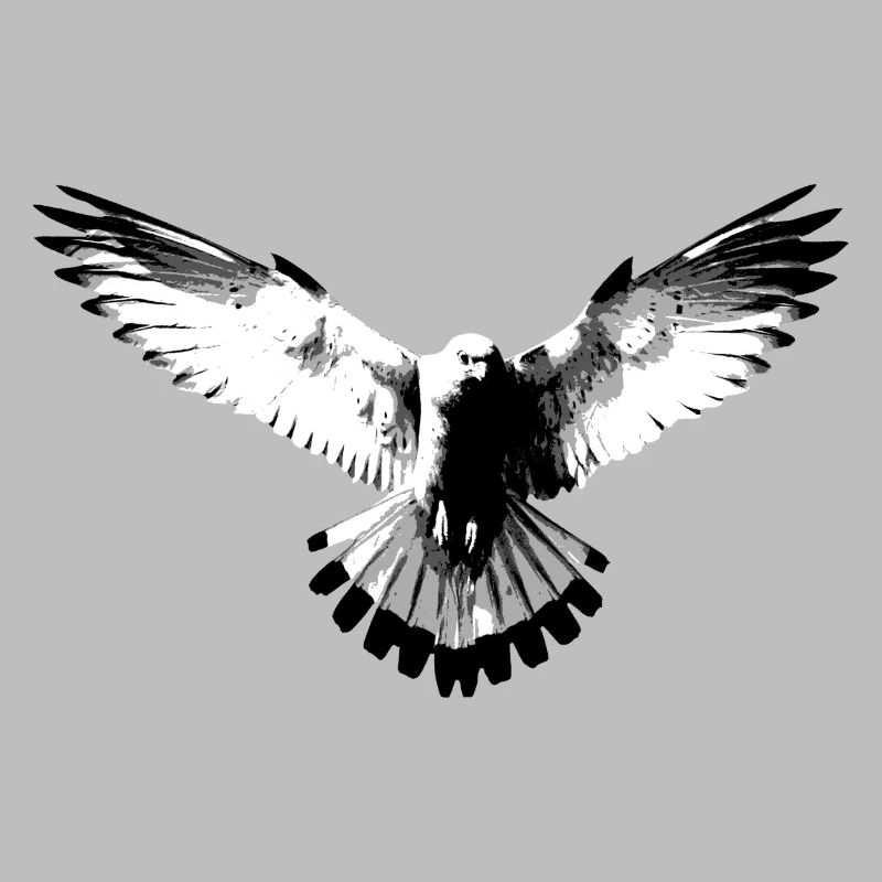 Faucon noir et blanc