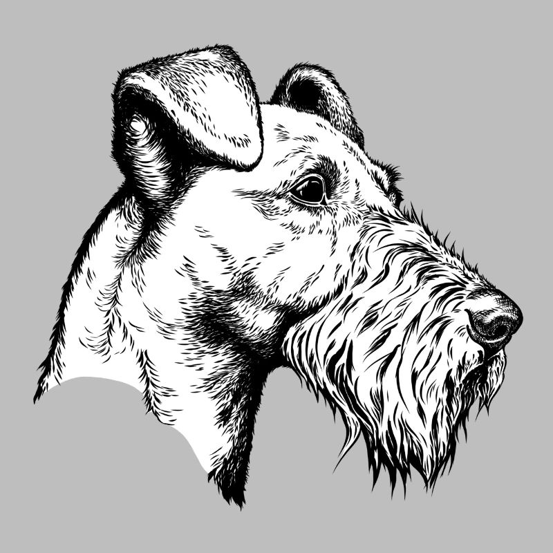 Irish Terrier Portrait