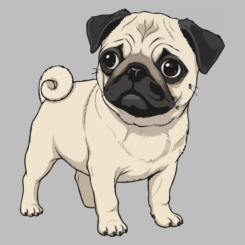 Pug puppy