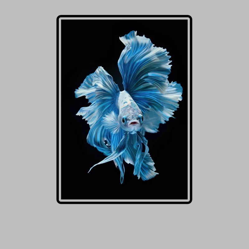 Bettas Betta Fisch Betta
