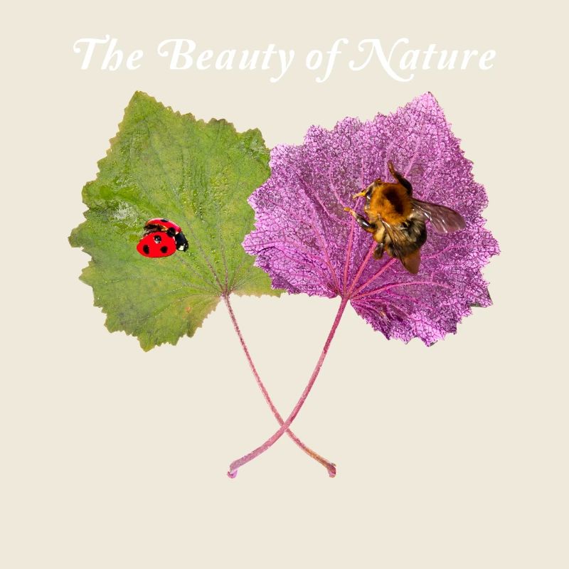 Feuille Violette Verte, Bourdon, Coccinelle, Naturel