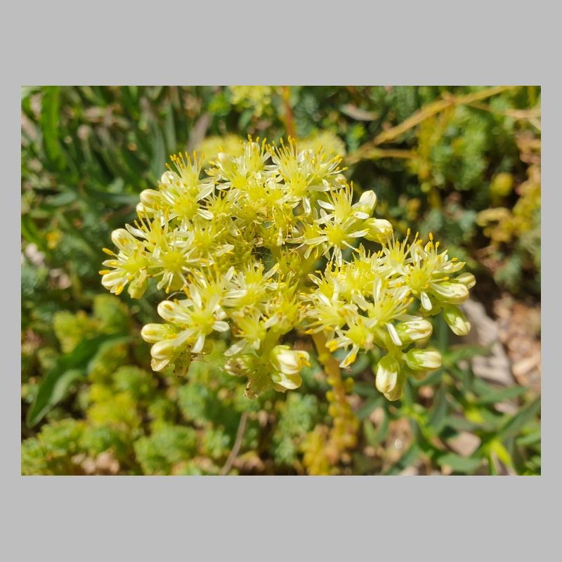 Heller Mauerpfeffer (auf deutsch Nizza-Mauerpfeffer)