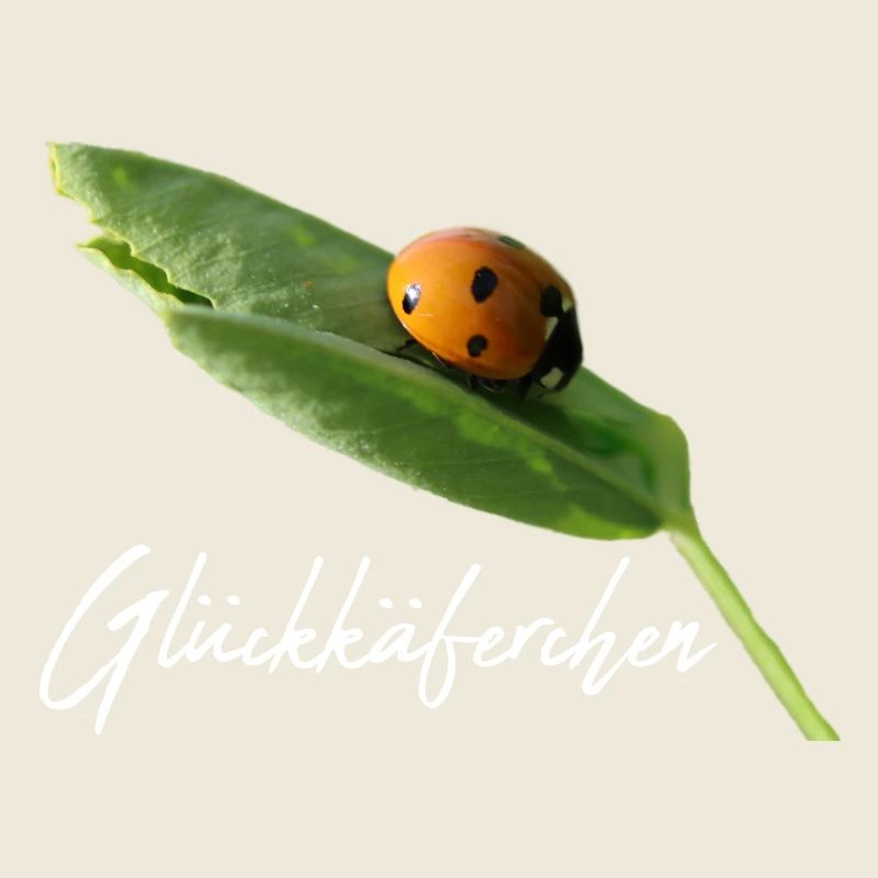 Glückskäferchen Marienkäfer Glück Glücksbringer