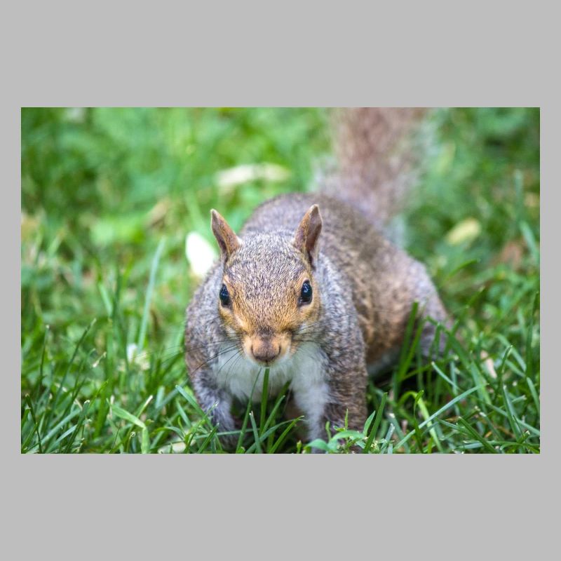 Grauhörnchen Sciurus carolinensis